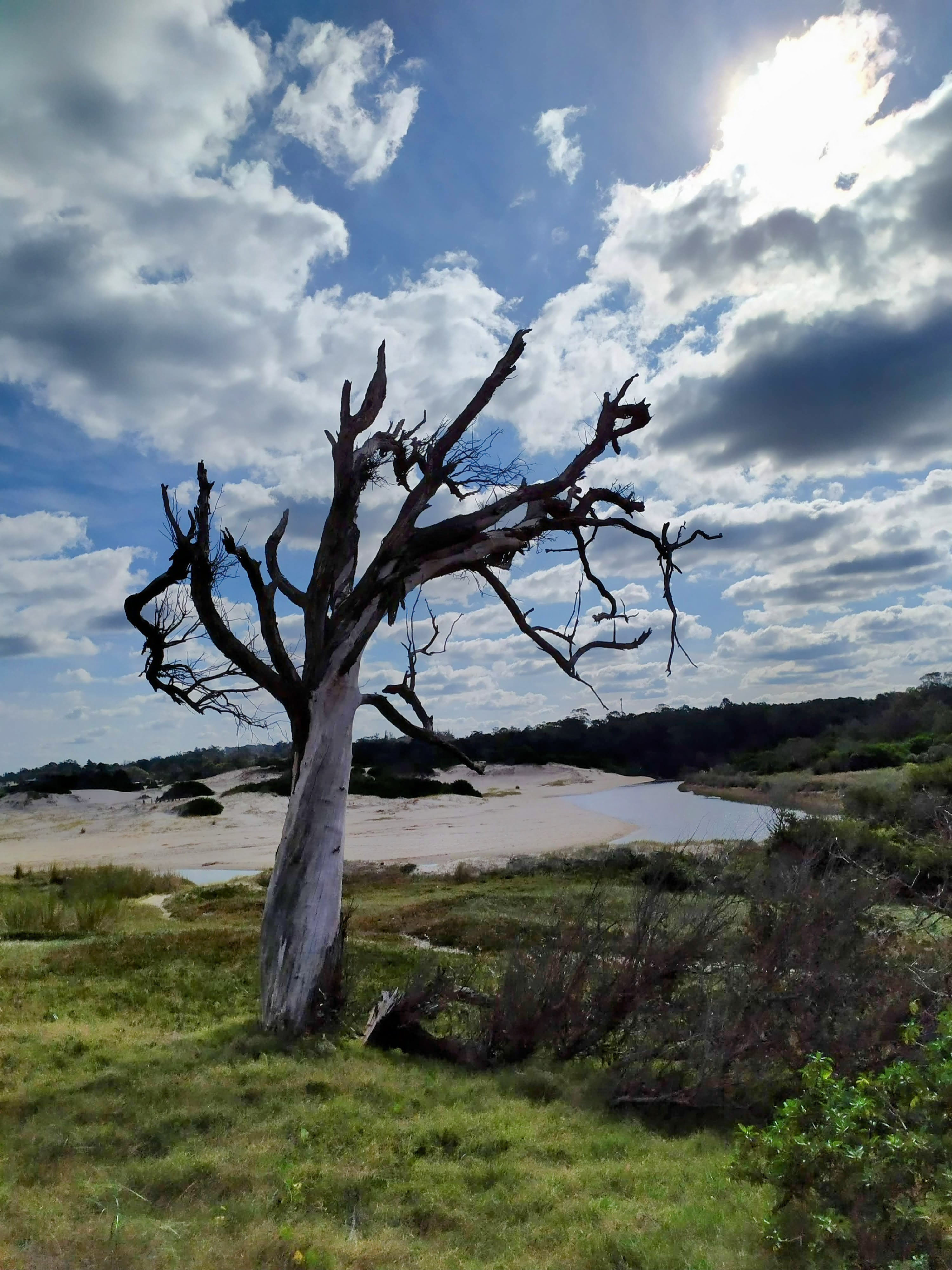 Segundo premio La reverencia de Walter Hermida Foto que representa un ícono de la zona de Los Corralitos y que, como lo describe el autor, es un árbol inclinado hacia la desembocadura de la Laguna Blanca haciendo una reverencia, venerando y dando las gracias a la llegada de ese hermoso caudal de agua dulce que es el arroyo La Coronilla, que se encuentra con el Río de la Plata.